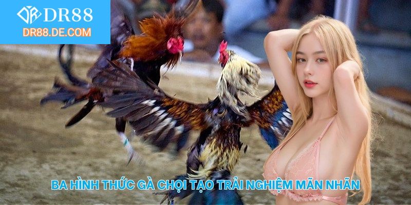 Ba hình thức gà chọi tạo trải nghiệm mãn nhãn