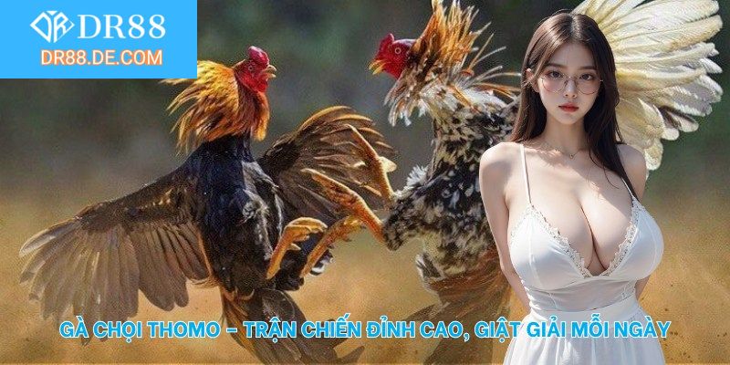 Đá gà chọi Thomo tại DR88
