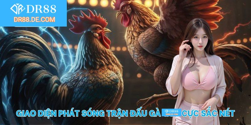 Giao diện phát sóng trận đấu gà DR88 cực sắc nét